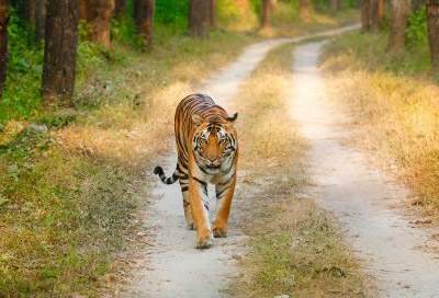 Bandhavgarh Wildlife Tours India