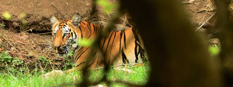 Wildlife India Tour of North India